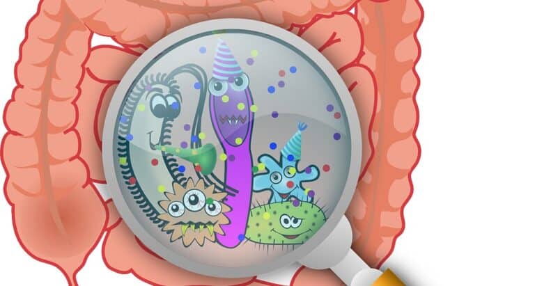 The Gut Microbiome and Obesity Connection